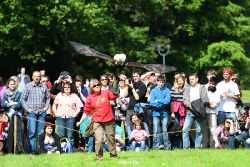 grugapark-greifvogelschau-2012-04-441