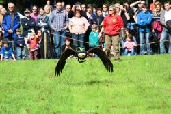 grugapark-greifvogelschau-2012-04-443