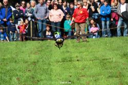 grugapark-greifvogelschau-2012-04-444