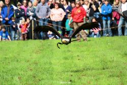 grugapark-greifvogelschau-2012-04-445