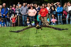 grugapark-greifvogelschau-2012-04-446