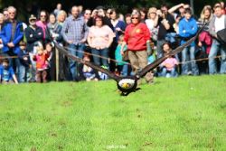 grugapark-greifvogelschau-2012-04-447