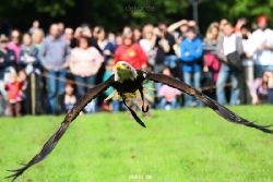 grugapark-greifvogelschau-2012-04-448