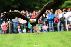 grugapark-greifvogelschau-2012-04-449