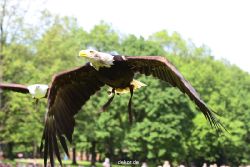 grugapark-greifvogelschau-2012-04-450