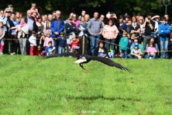grugapark-greifvogelschau-2012-04-452