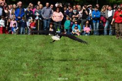 grugapark-greifvogelschau-2012-04-453