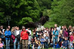 grugapark-greifvogelschau-2012-04-454