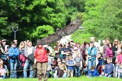grugapark-greifvogelschau-2012-04-455