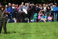 grugapark-greifvogelschau-2012-04-456