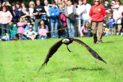 grugapark-greifvogelschau-2012-04-457