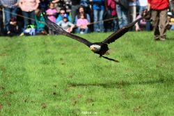 grugapark-greifvogelschau-2012-04-458