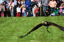 grugapark-greifvogelschau-2012-04-459
