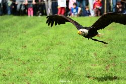 grugapark-greifvogelschau-2012-04-460