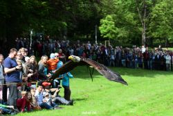 grugapark-greifvogelschau-2012-04-461