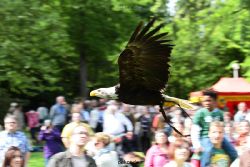 grugapark-greifvogelschau-2012-04-463
