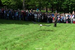 grugapark-greifvogelschau-2012-04-468