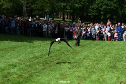 grugapark-greifvogelschau-2012-04-469