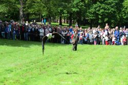 grugapark-greifvogelschau-2012-04-471