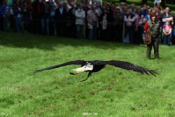 grugapark-greifvogelschau-2012-04-472