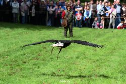 grugapark-greifvogelschau-2012-04-473