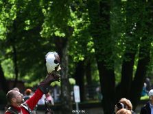grugapark-greifvogelschau-2012-04-474