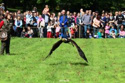 grugapark-greifvogelschau-2012-04-476