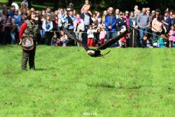 grugapark-greifvogelschau-2012-04-477