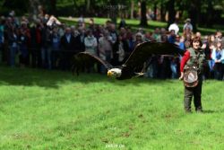 grugapark-greifvogelschau-2012-04-478