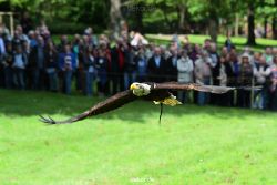 grugapark-greifvogelschau-2012-04-479