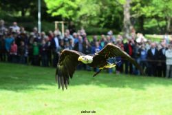 grugapark-greifvogelschau-2012-04-480