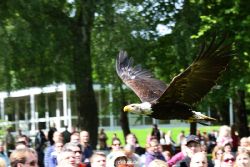 grugapark-greifvogelschau-2012-04-481