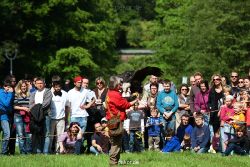 grugapark-greifvogelschau-2012-04-482
