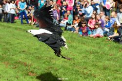 grugapark-greifvogelschau-2012-04-484