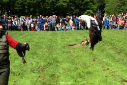 grugapark-greifvogelschau-2012-04-486