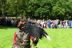 grugapark-greifvogelschau-2012-04-487