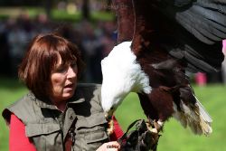 grugapark-greifvogelschau-2012-04-489
