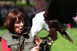 grugapark-greifvogelschau-2012-04-490