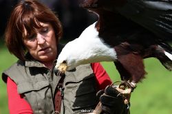 grugapark-greifvogelschau-2012-04-491