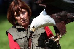 grugapark-greifvogelschau-2012-04-492