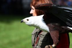 grugapark-greifvogelschau-2012-04-493