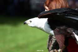 grugapark-greifvogelschau-2012-04-494