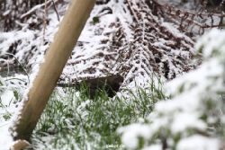 voegel-im-garten-2012-amseln-winter-002