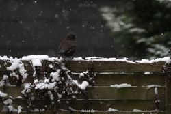 voegel-im-garten-2012-amseln-winter-004