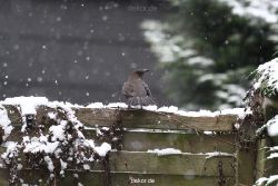 voegel-im-garten-2012-amseln-winter-006