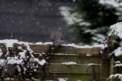 voegel-im-garten-2012-amseln-winter-007