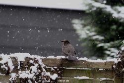 voegel-im-garten-2012-amseln-winter-008