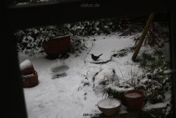 voegel-im-garten-2012-amseln-winter-011