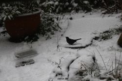 voegel-im-garten-2012-amseln-winter-012
