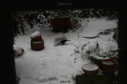 voegel-im-garten-2012-amseln-winter-013